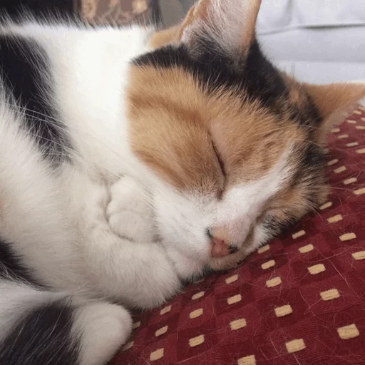 домашняя кошка животное млекопитающее