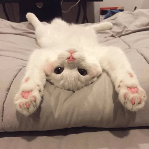 комнатный млекопитающее кошка