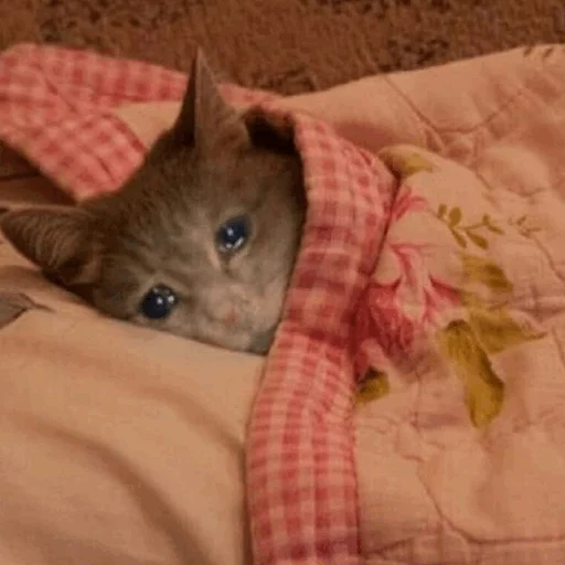 животное комнатный кошки малого и среднего размера