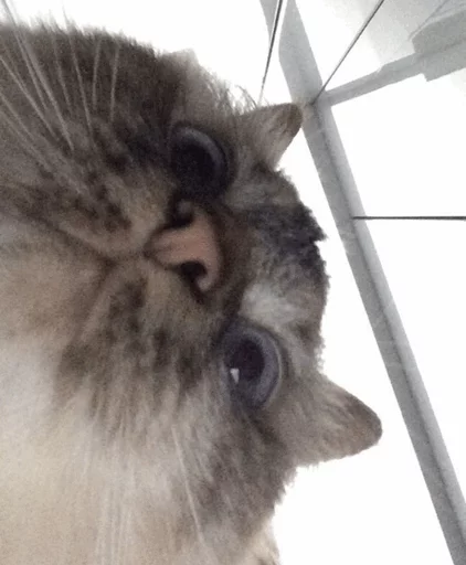 млекопитающее животное кошка