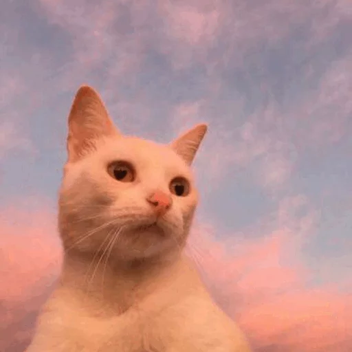 млекопитающее животное кошка