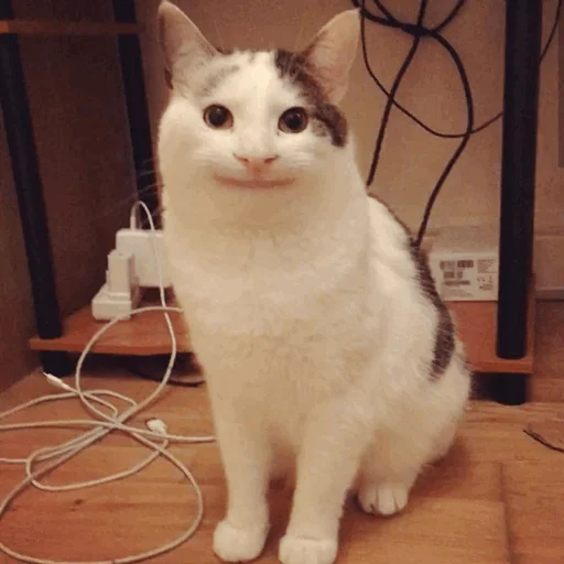 животное кошки малого и среднего размера домашняя кошка