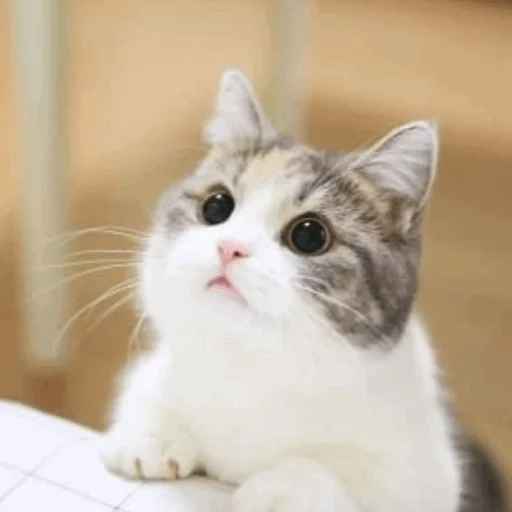 животное млекопитающее кошка