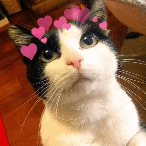 кошка животное кошки малого и среднего размера