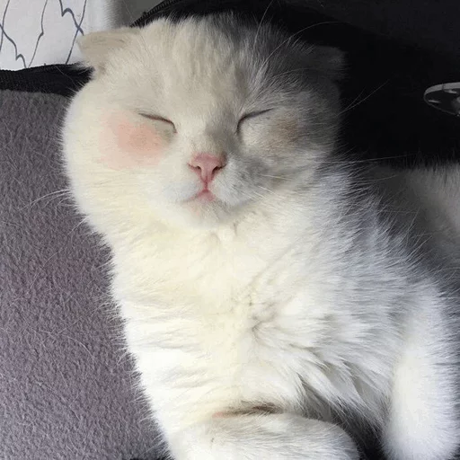 млекопитающее животное кошка