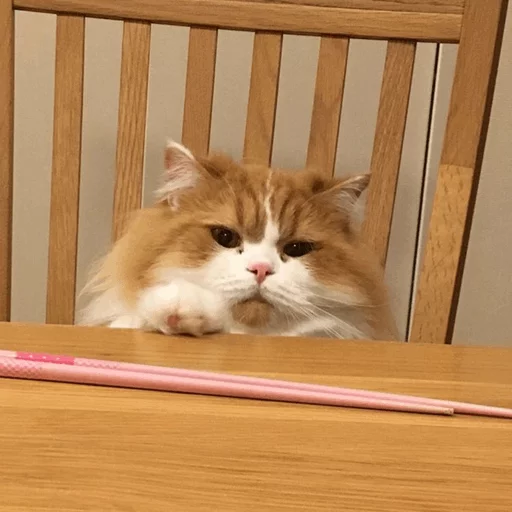 кошки малого и среднего размера комнатный кошачьи