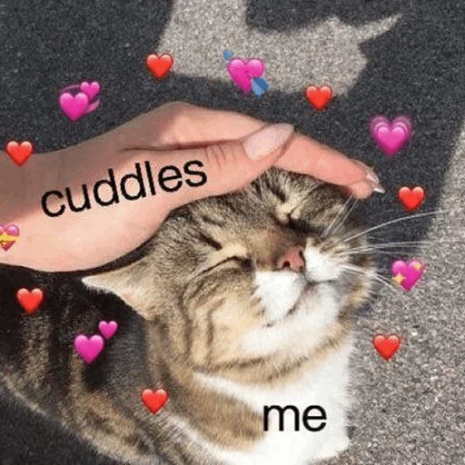 млекопитающее кошки малого и среднего размера домашняя кошка