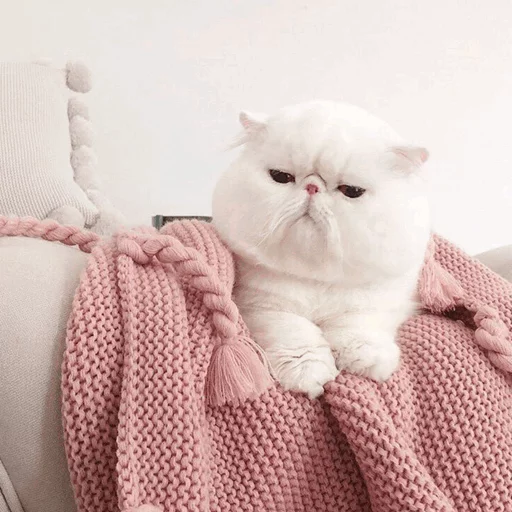 кошки малого и среднего размера кошачьи комнатный