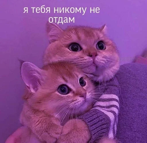 млекопитающее животное кошка