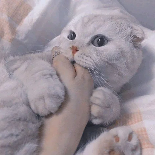 млекопитающее животное кошка