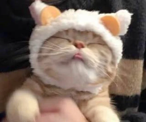 кошка домашняя кошка кошки малого и среднего размера