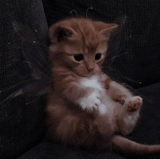 животное млекопитающее кошка