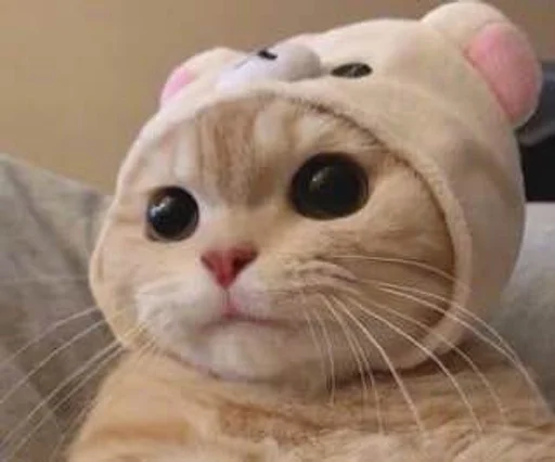 кошка животное млекопитающее