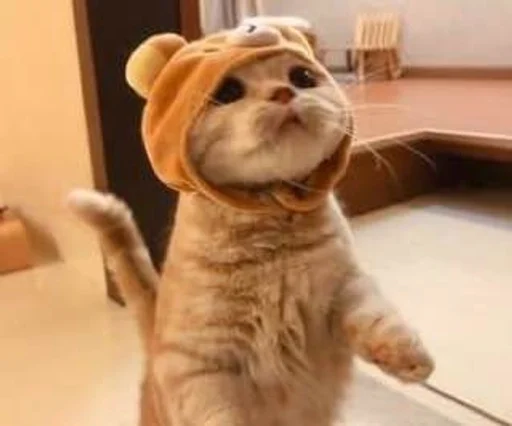 комнатный животное млекопитающее