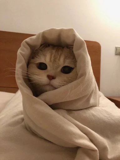 комнатный кошка животное