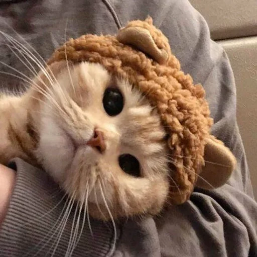 кошки малого и среднего размера кошачьи комнатный