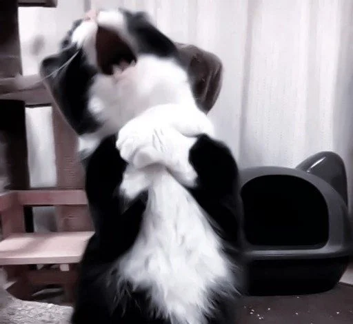 комнатный мех домашнее животное