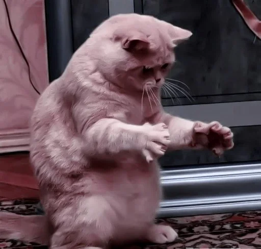 животное млекопитающее кошачьи