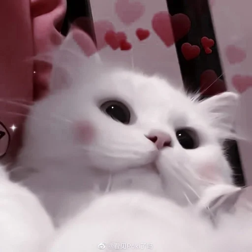 mammal animal small to medium-sized cats