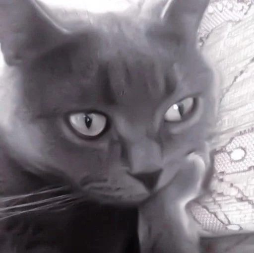 животное кошка млекопитающее