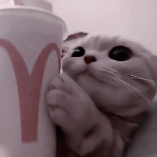 animal indoor small to medium-sized cats