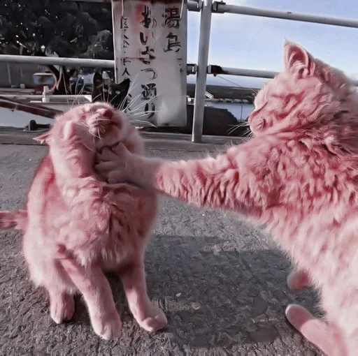 animal outdoor mammal