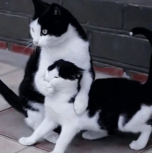 cat domestic cat mammal