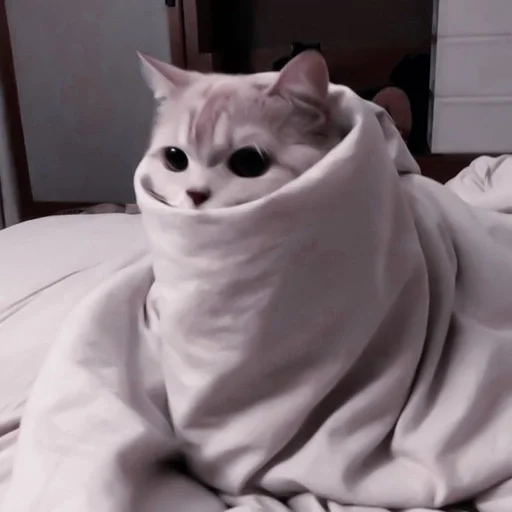 small to medium-sized cats felidae indoor