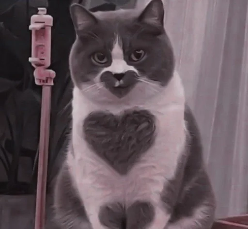 domestic cat small to medium-sized cats cat