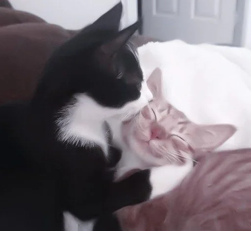 small to medium-sized cats cat domestic cat