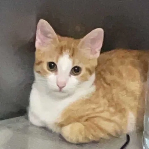 животное млекопитающее кошка