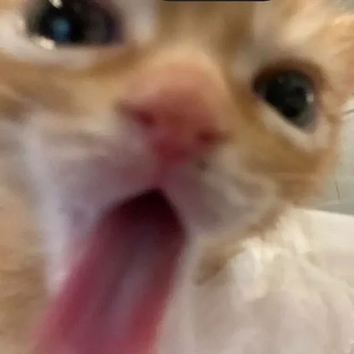 млекопитающее животное кошки малого и среднего размера