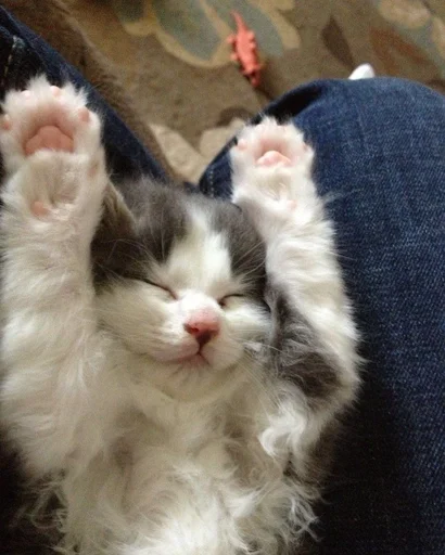 кошка домашняя кошка кошки малого и среднего размера