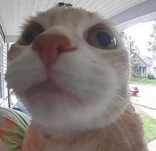 животное кошки малого и среднего размера млекопитающее