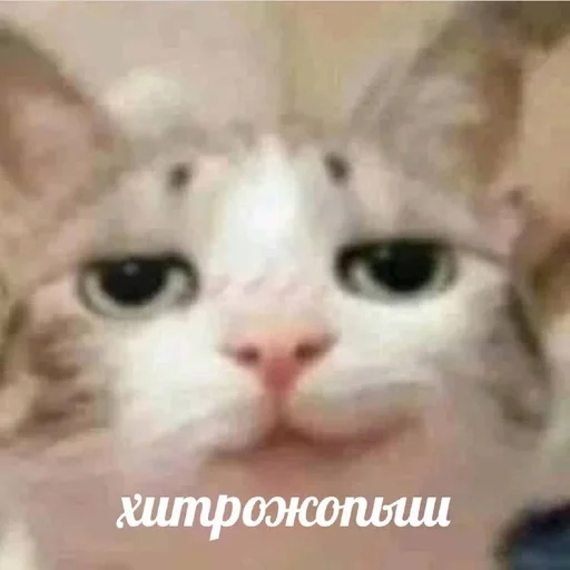 млекопитающее животное кошка