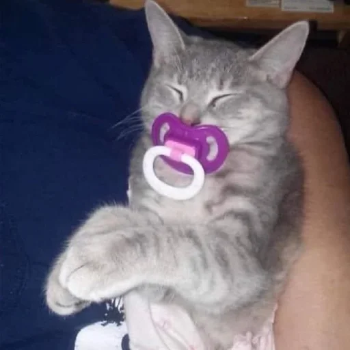 кошки малого и среднего размера животное кошка