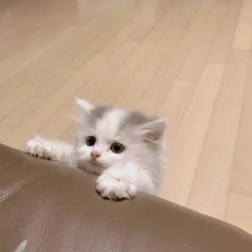 животное млекопитающее кошка