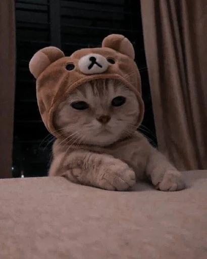 кошка кошачьи мех