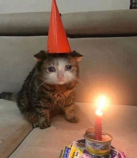 кошка животное свеча