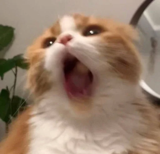 млекопитающее животное кошка