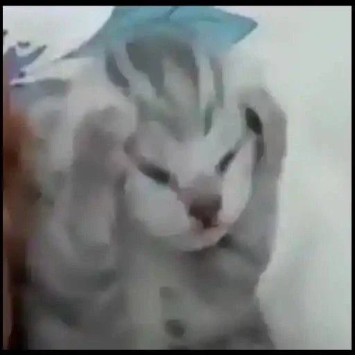 животное кошка млекопитающее