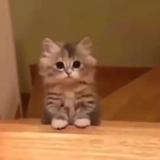 кошка кошки малого и среднего размера животное