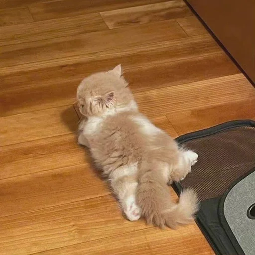 кошки малого и среднего размера этаж комнатный