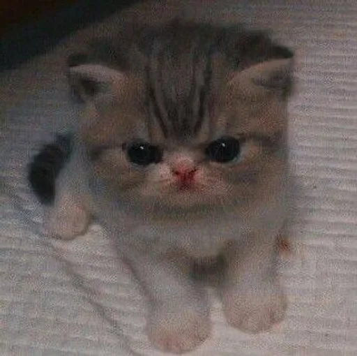 кошка млекопитающее животное