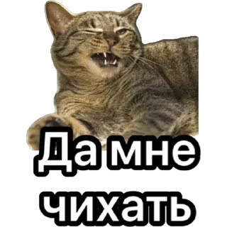 Стикер Котики для ТГ - 10