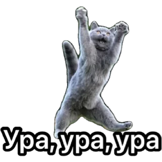 Стикер Котики для ТГ - 4