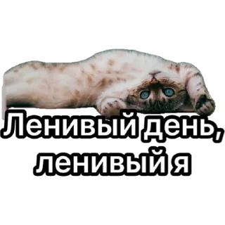 Стикер Котики для ТГ - 1