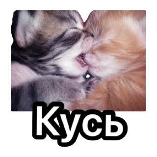 Стикер Котики для ТГ - 6