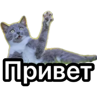 Стикер Котики для ТГ - 2