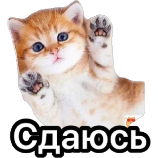 Стикер Котики для ТГ - 0